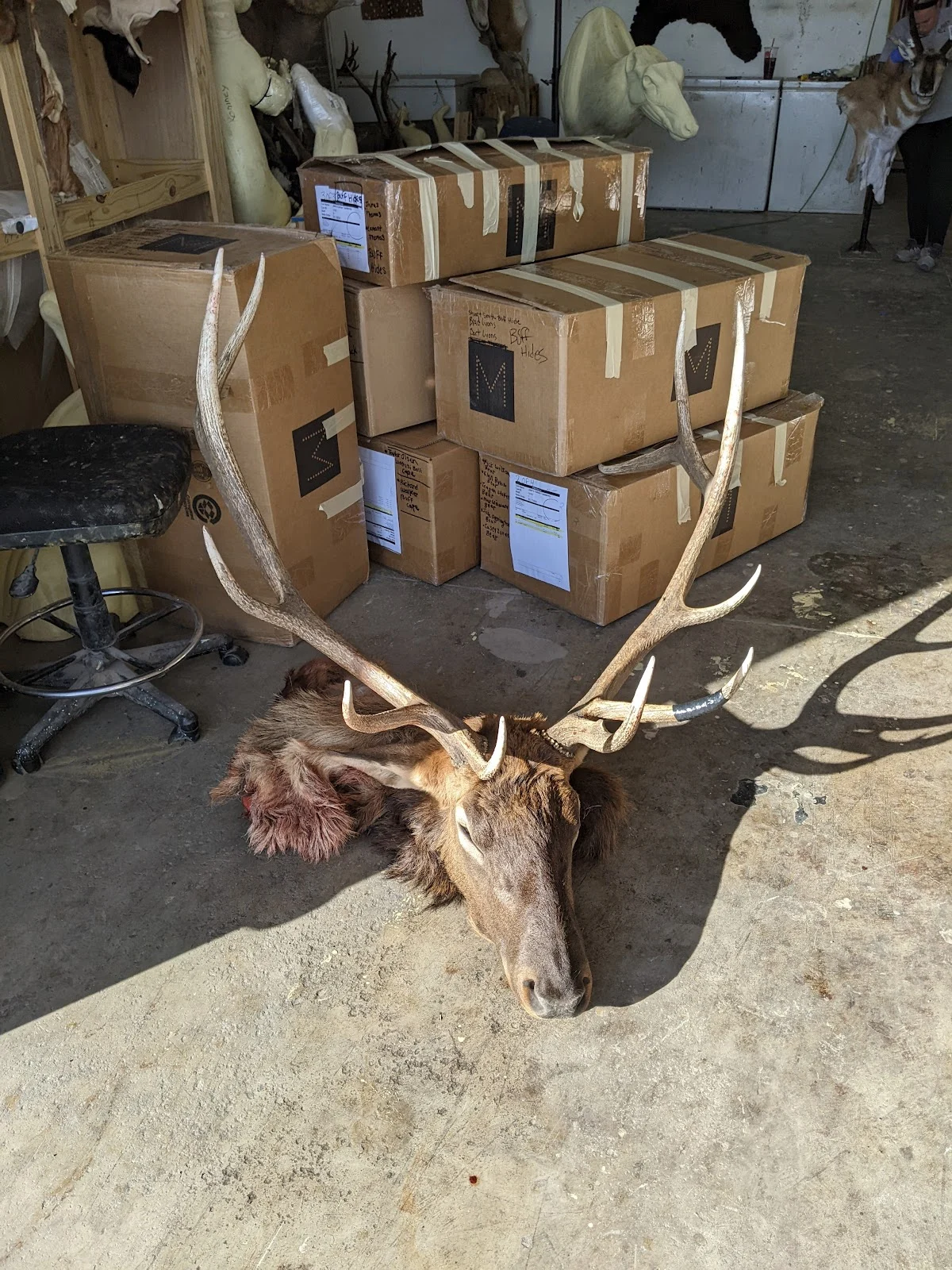 Jake's Custom Taxidermy