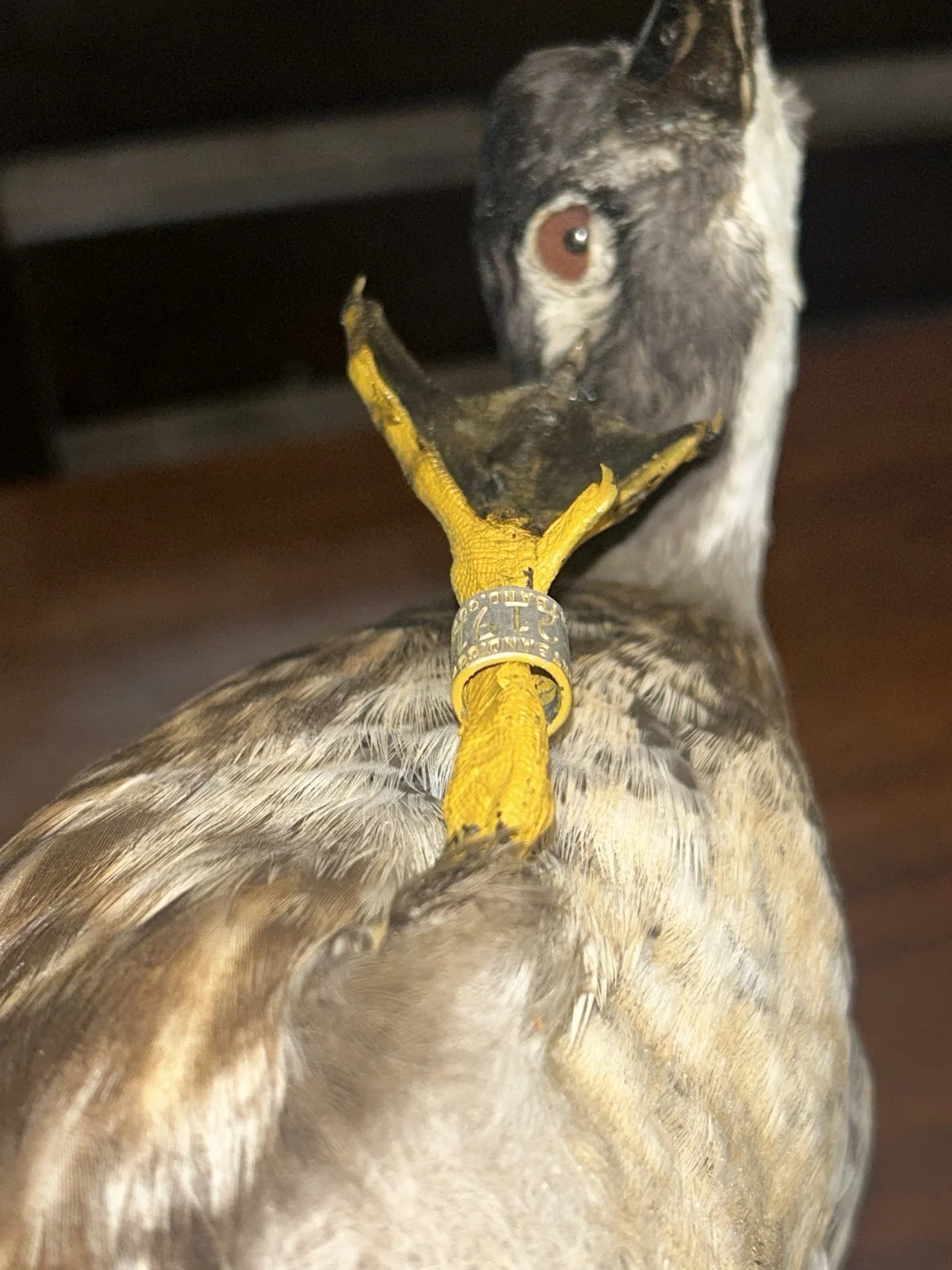 Janak's Taxidermy