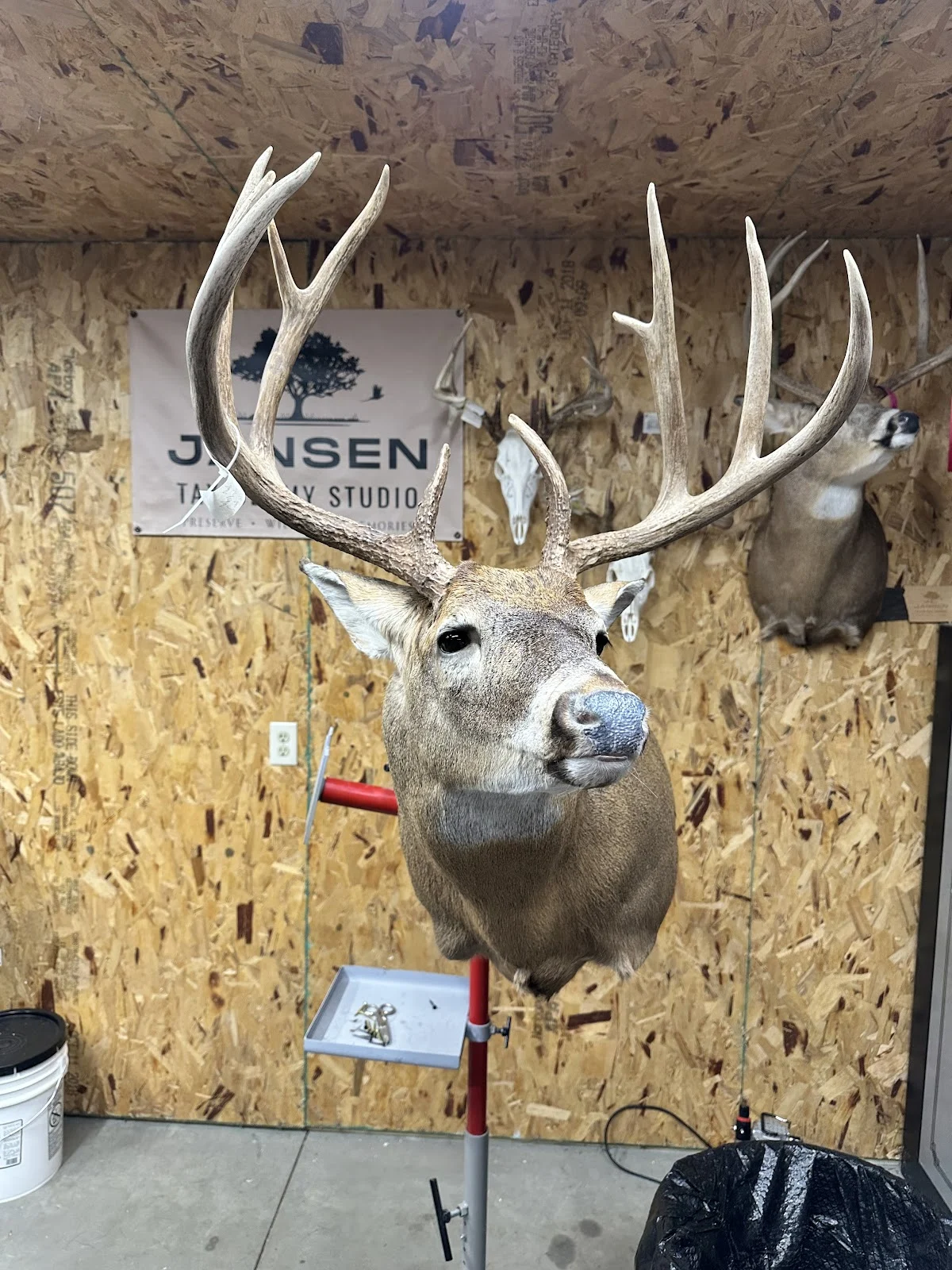 Jansen Taxidermy Studio