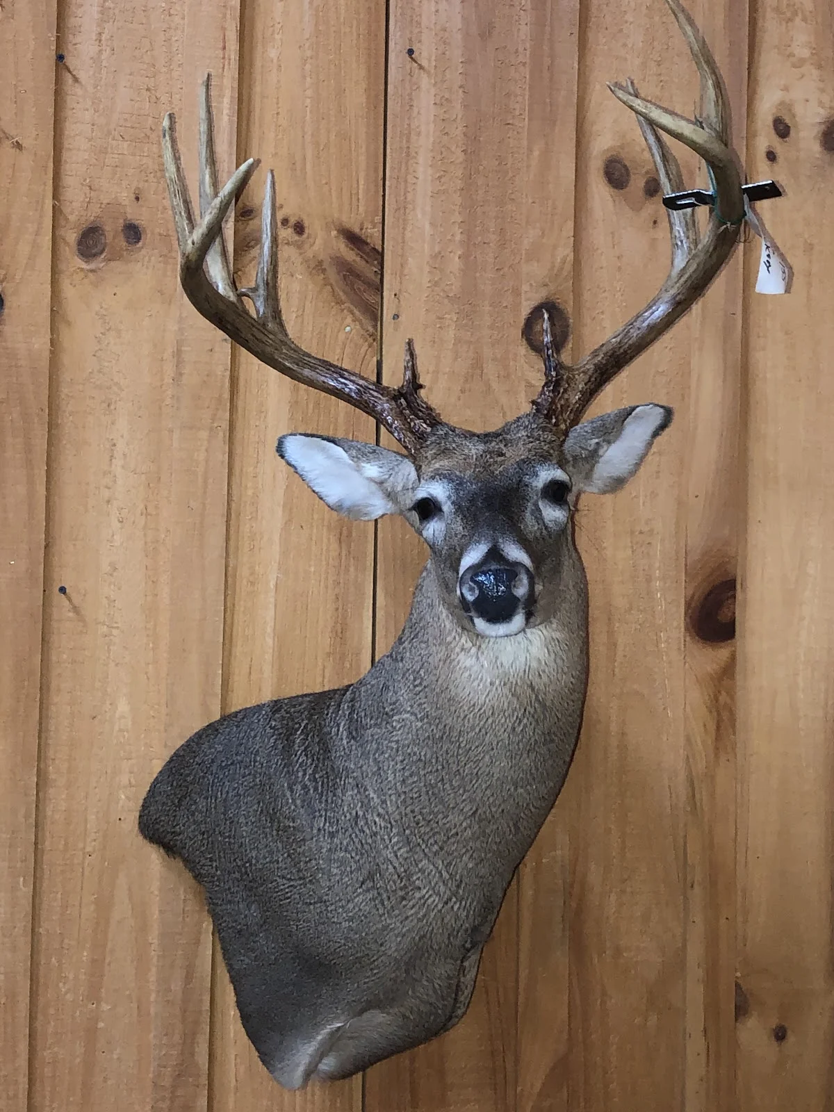 Jims New life taxidermy - 2