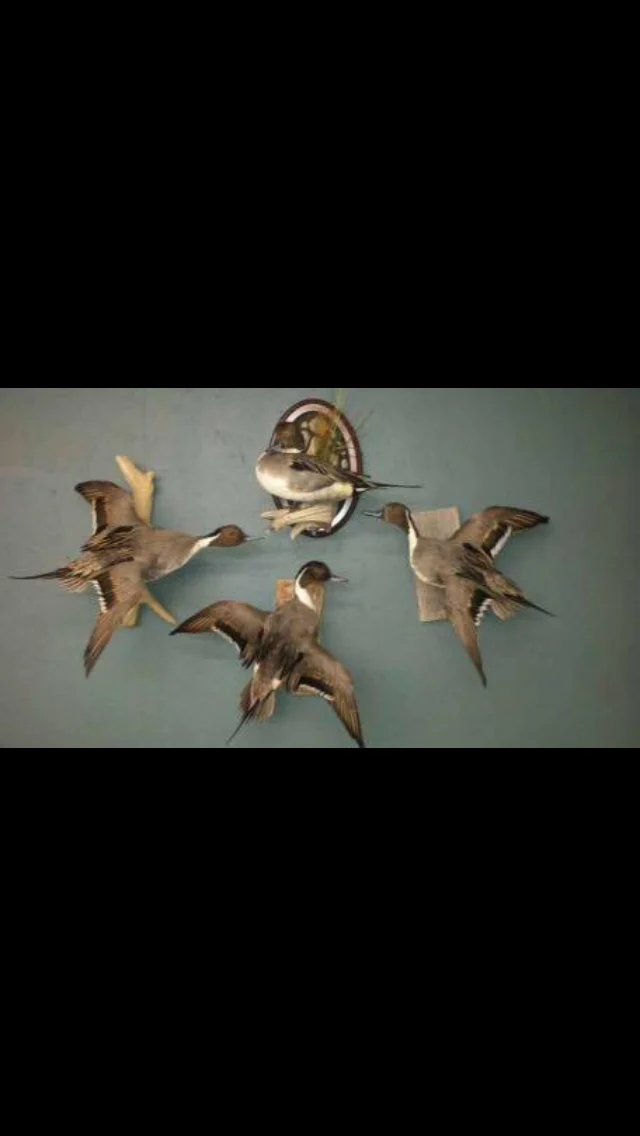 Jims New life taxidermy