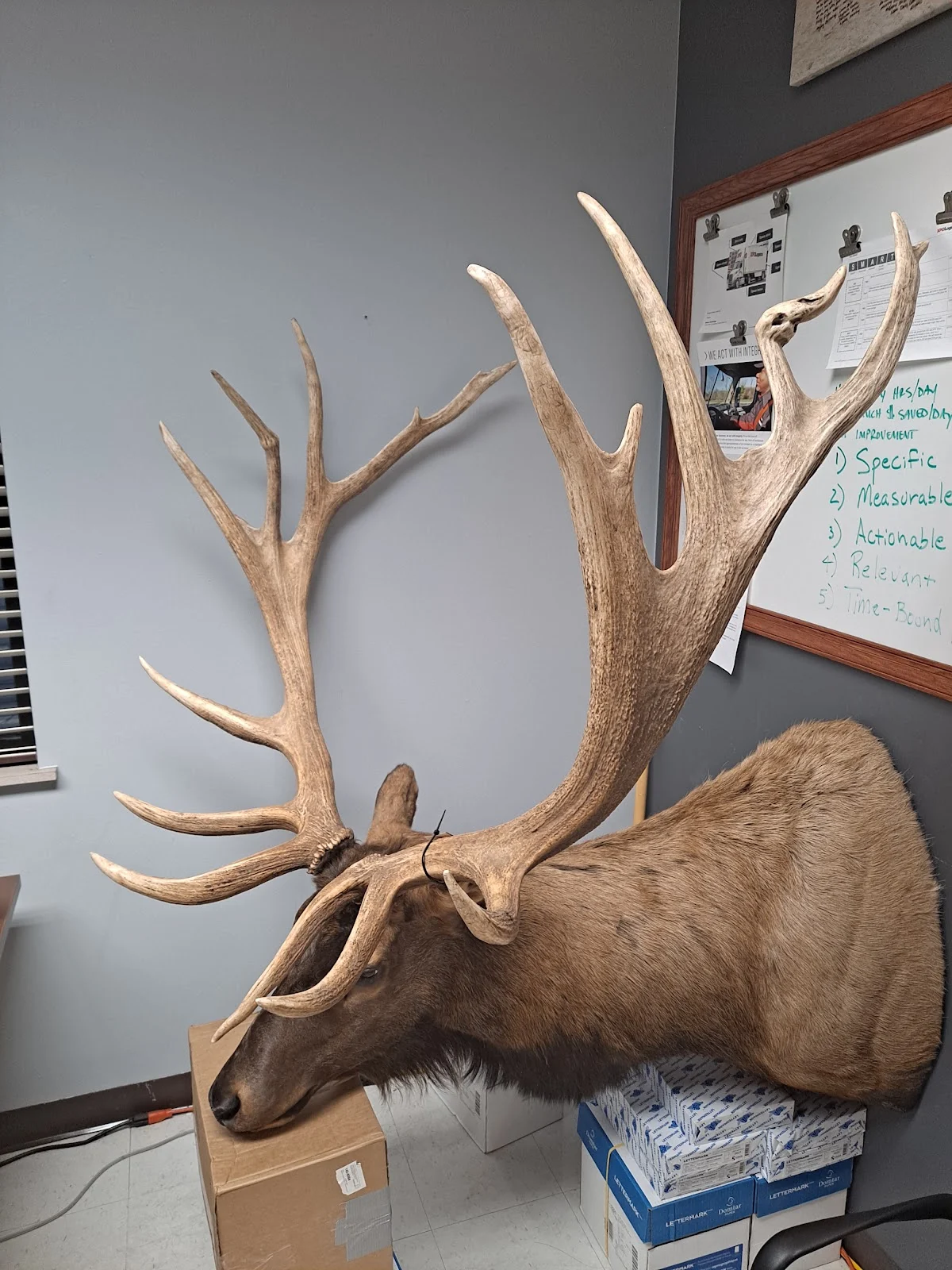 Joe Meder/Kodiak Ltd