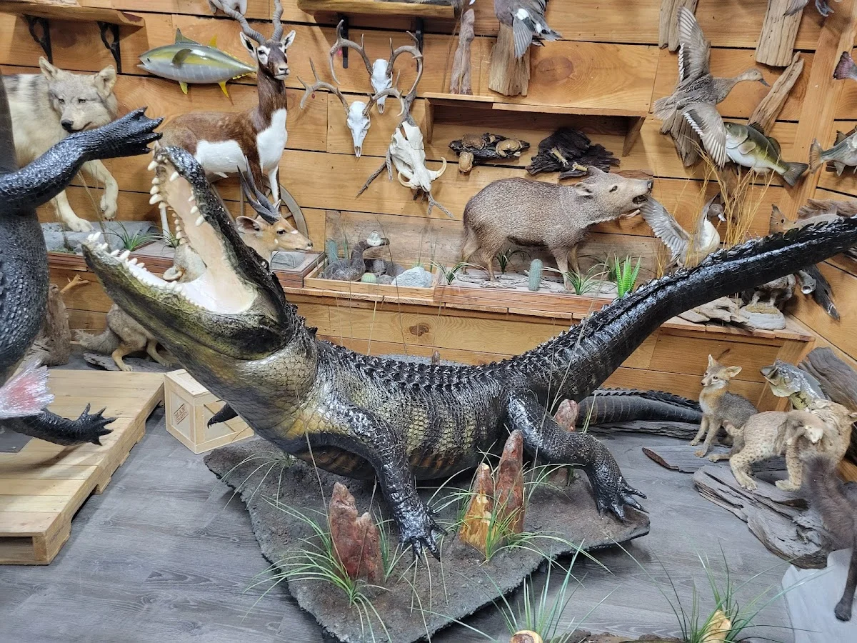 Jones Taxidermy Studio