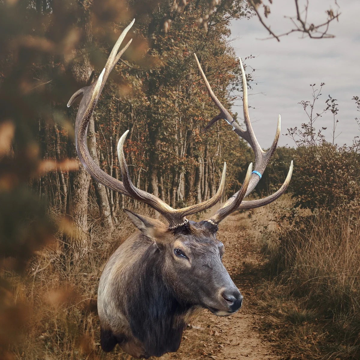 Jorgensen's Taxidermy - 2
