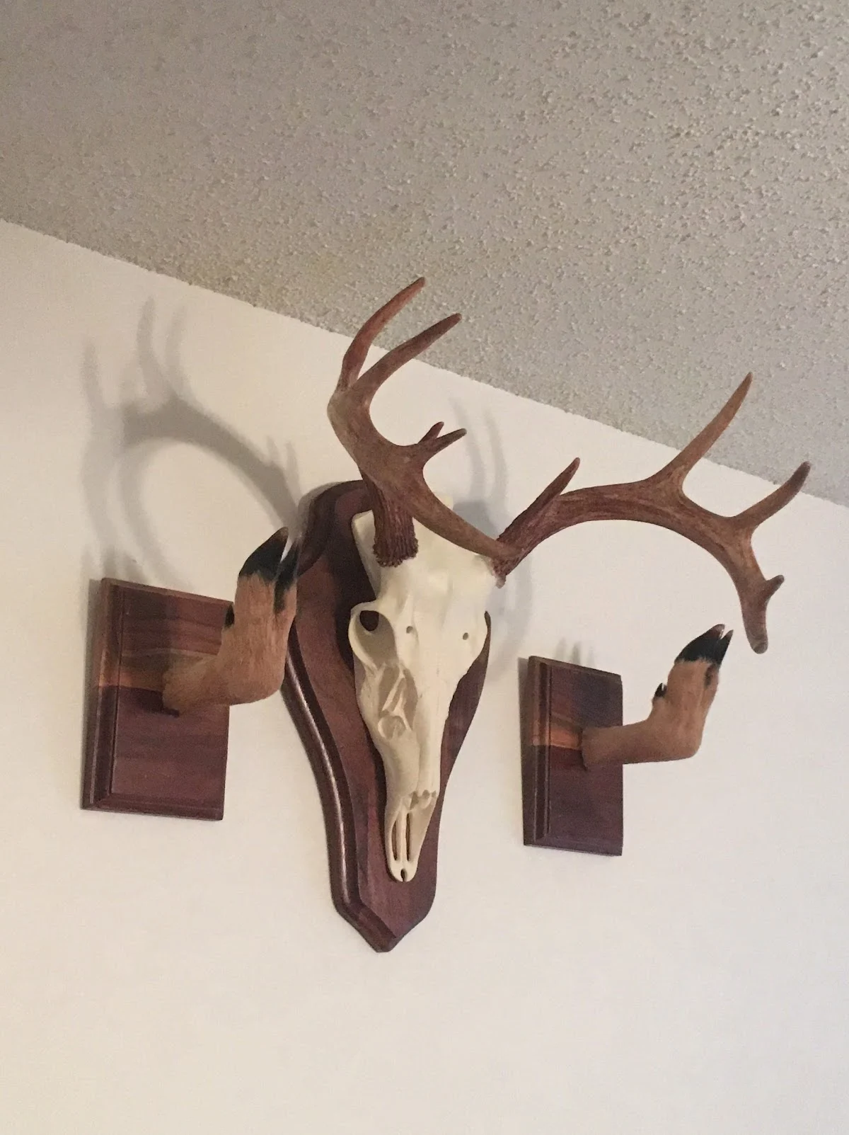 Karen's Taxidermy & Wildlife