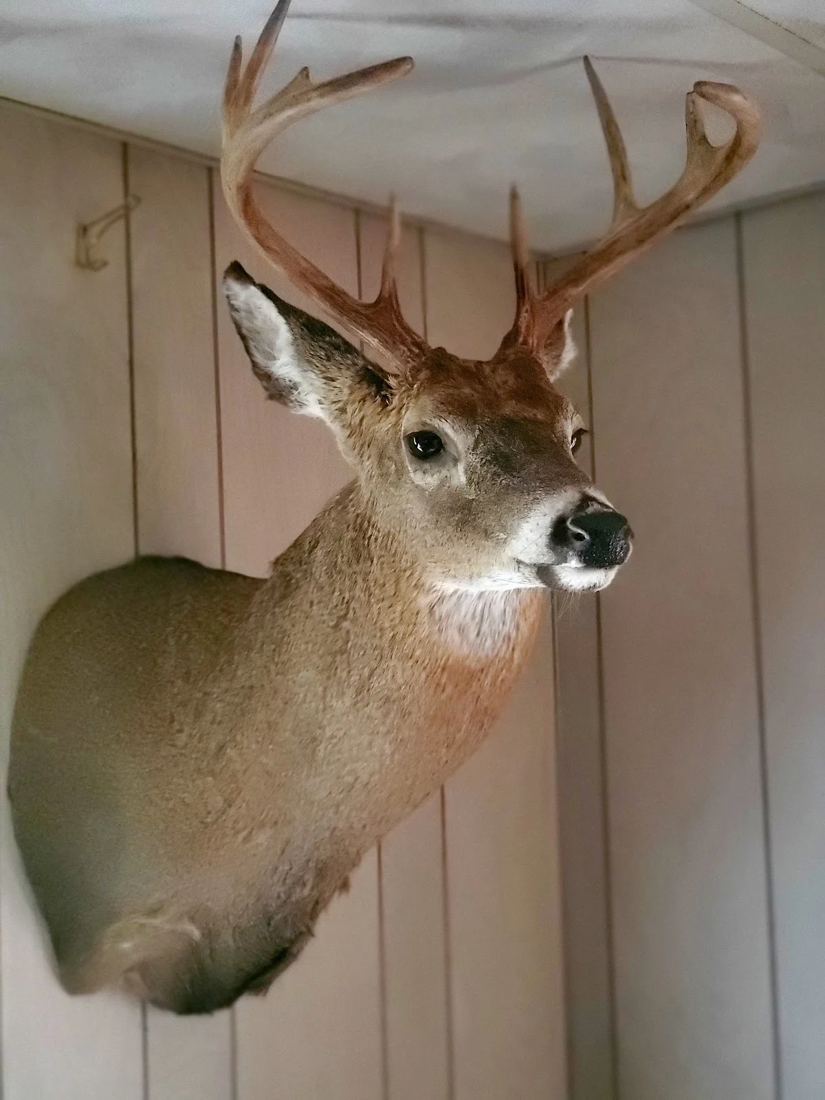Keller's Taxidermy