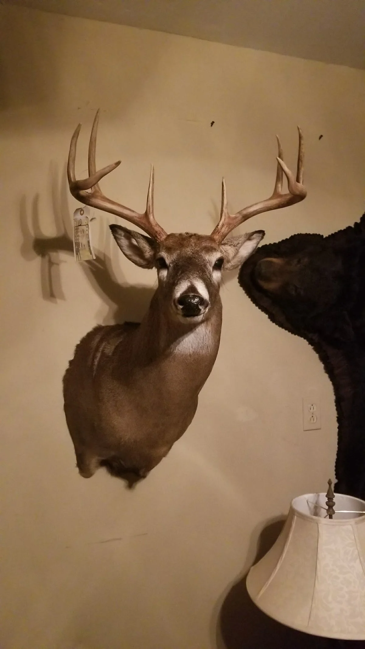 Kens Taxidermy & Competition