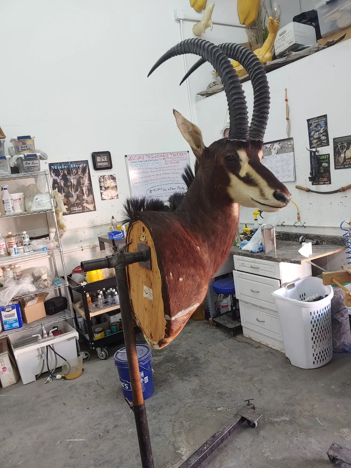 Knight Family Taxidermy