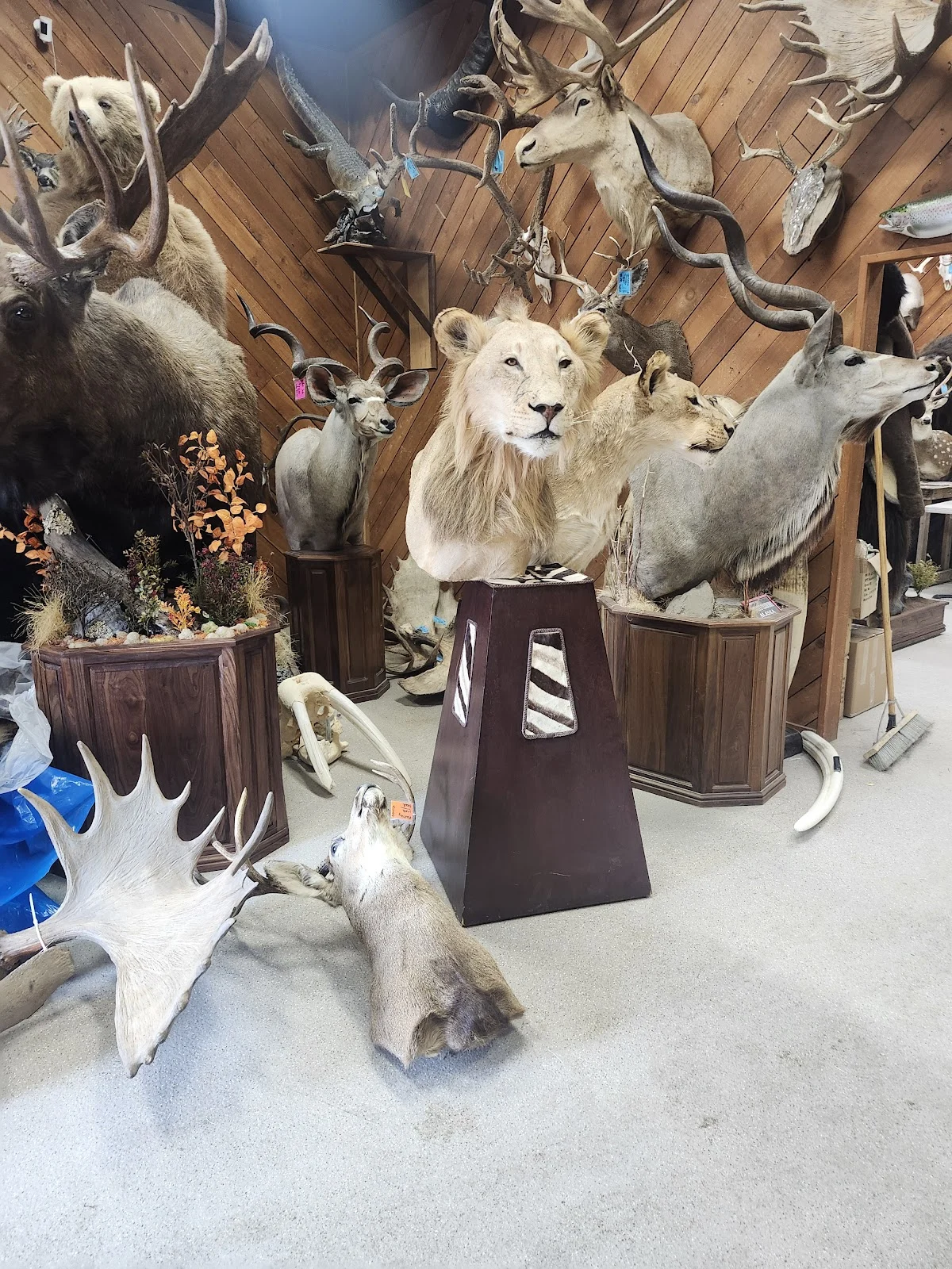 Knight's Taxidermy Inc