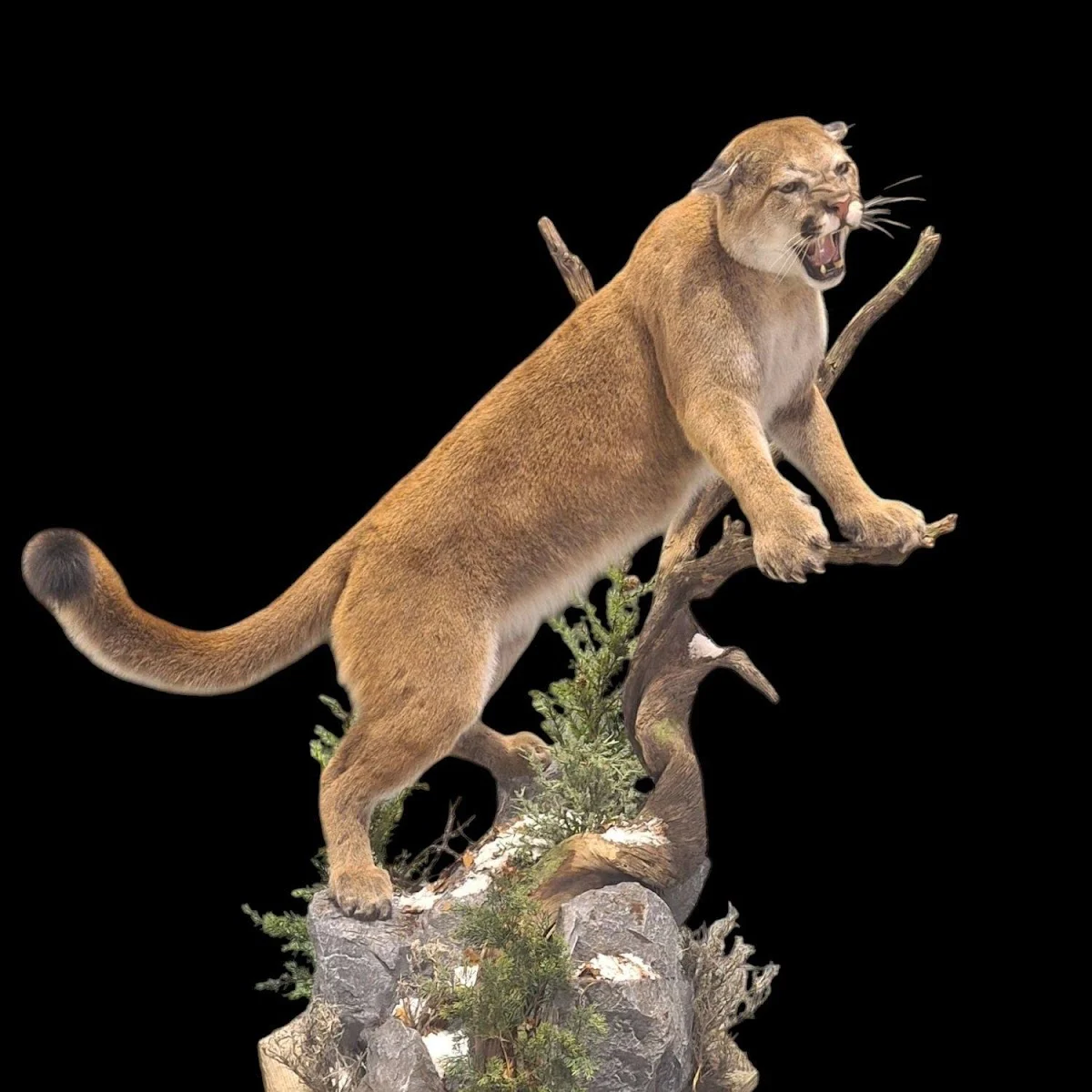 Lapps Taxidermy