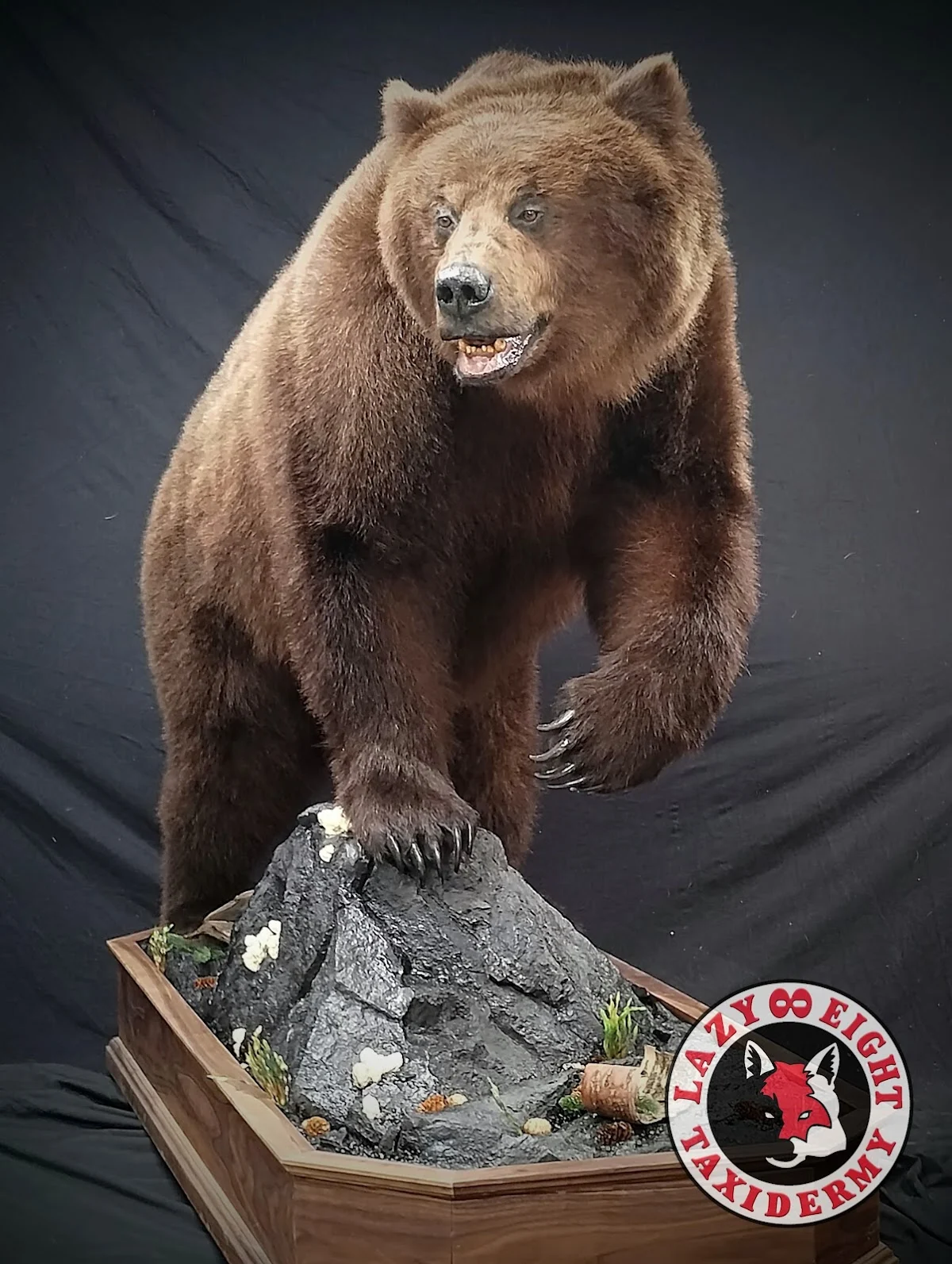 Lazy 8 Taxidermy LLC