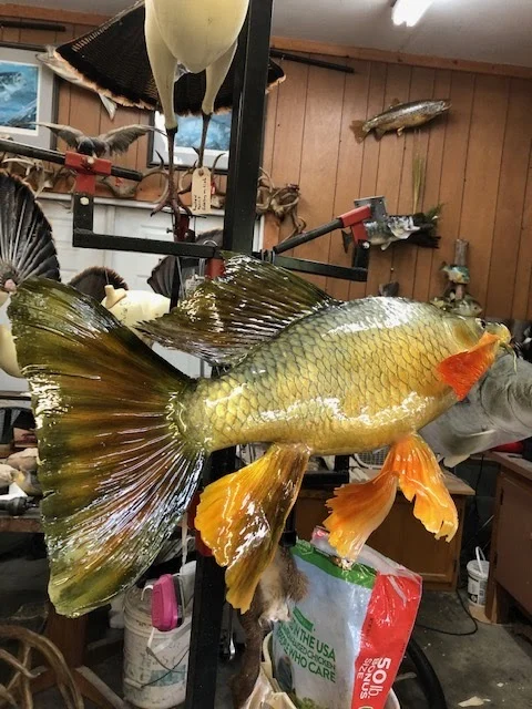 Lewis Taxidermy - 2