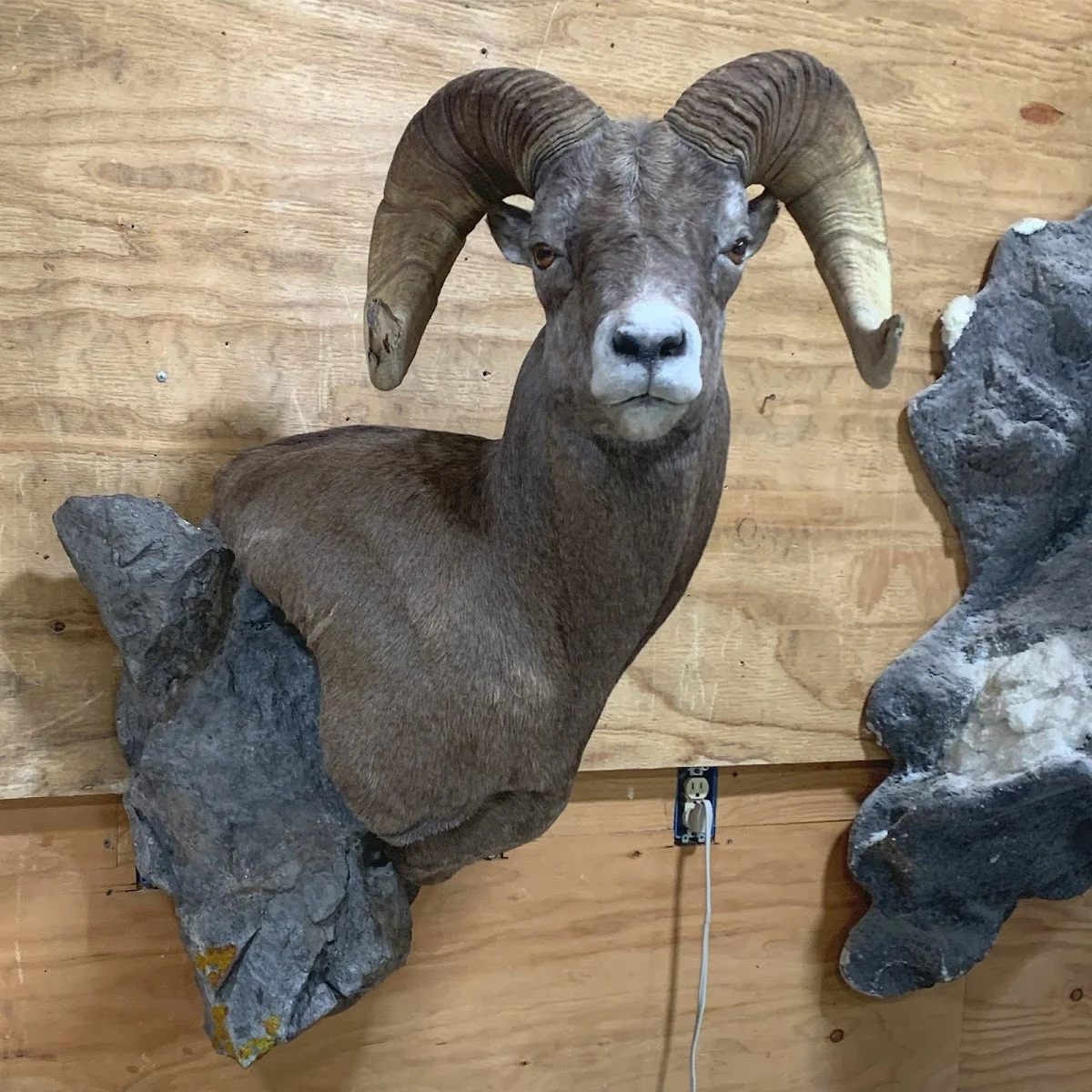 Living legends taxidermy - 2