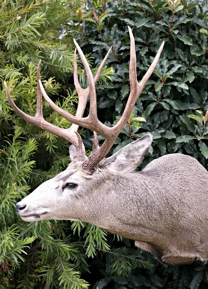 Lo's Taxidermy