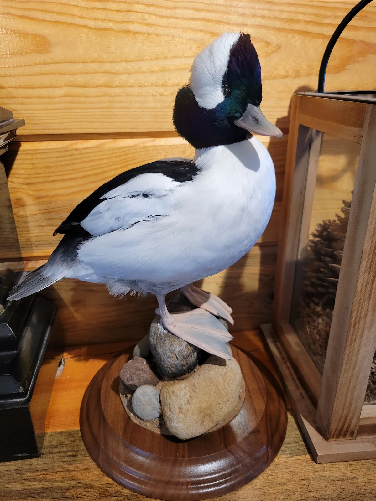 Mark Baker Taxidermy