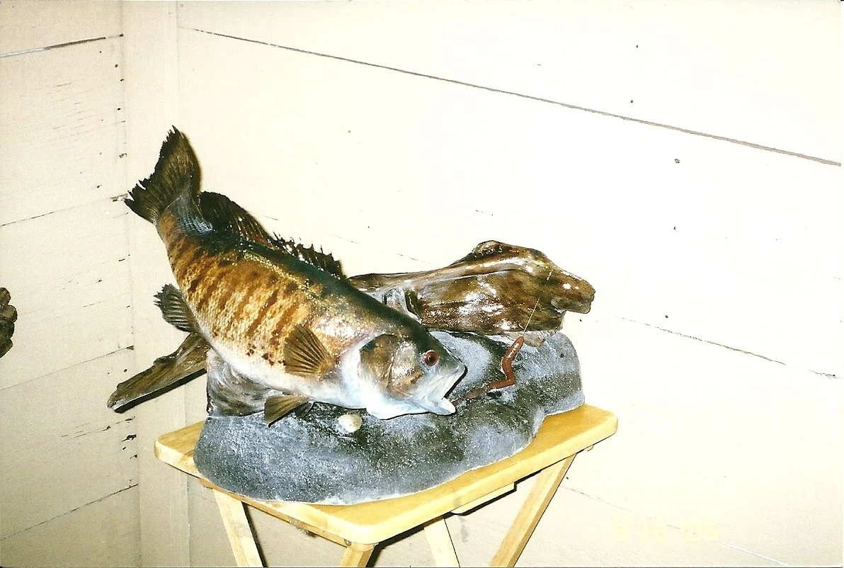 Martin Taxidermy - 2