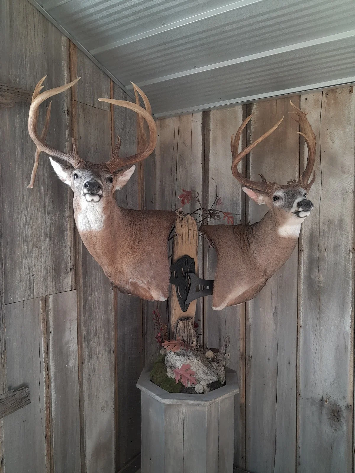 Martins taxidermy