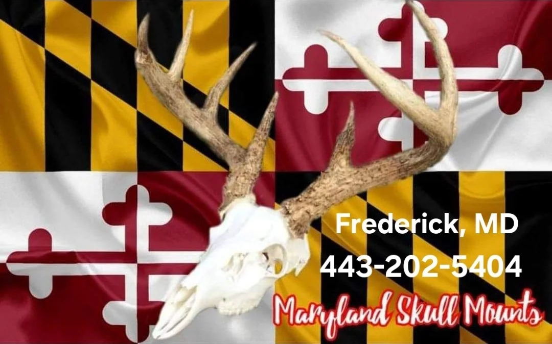 Maryland Skull Mounts