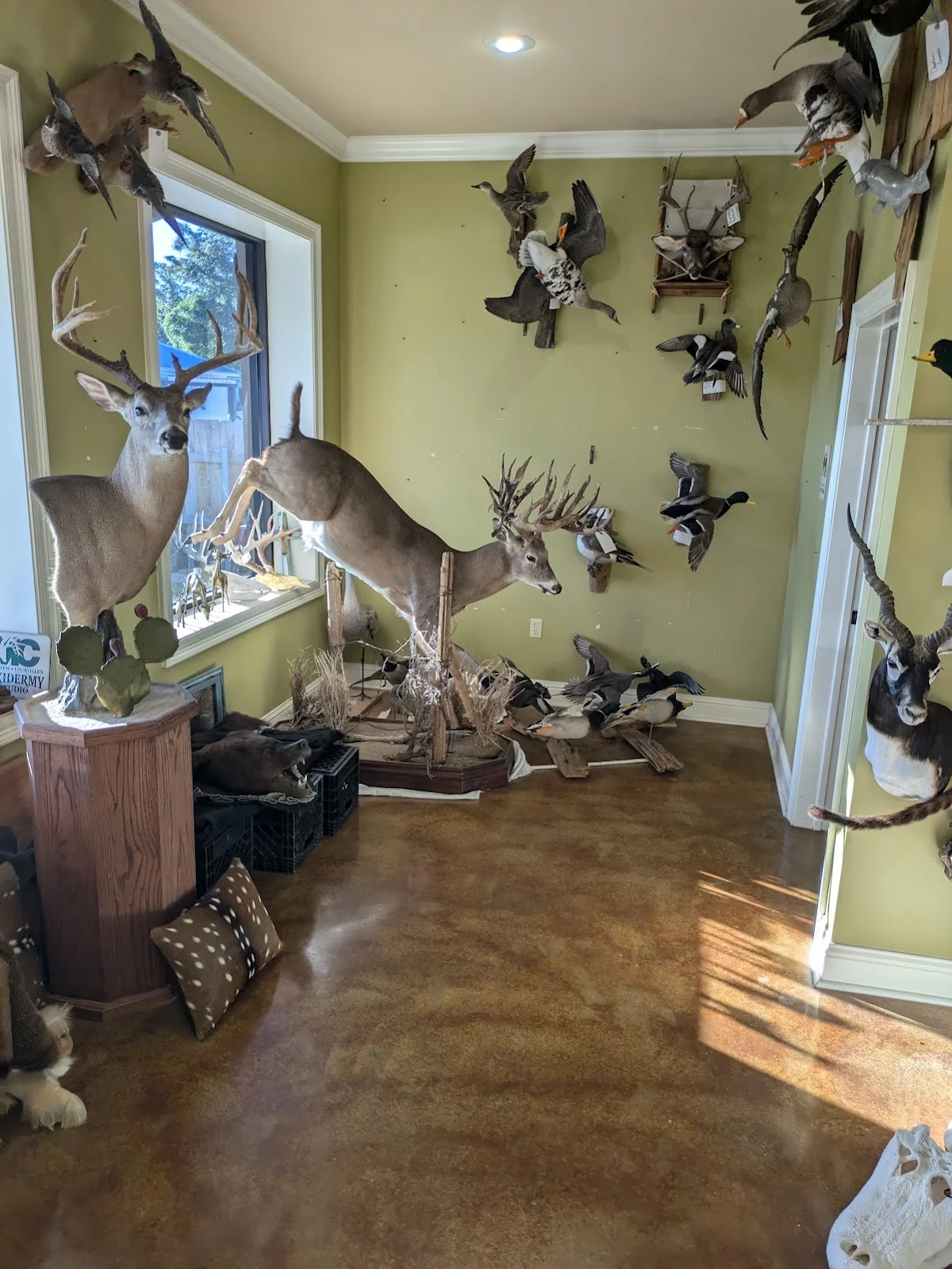 MC Taxidermy and Deer Processing - 2