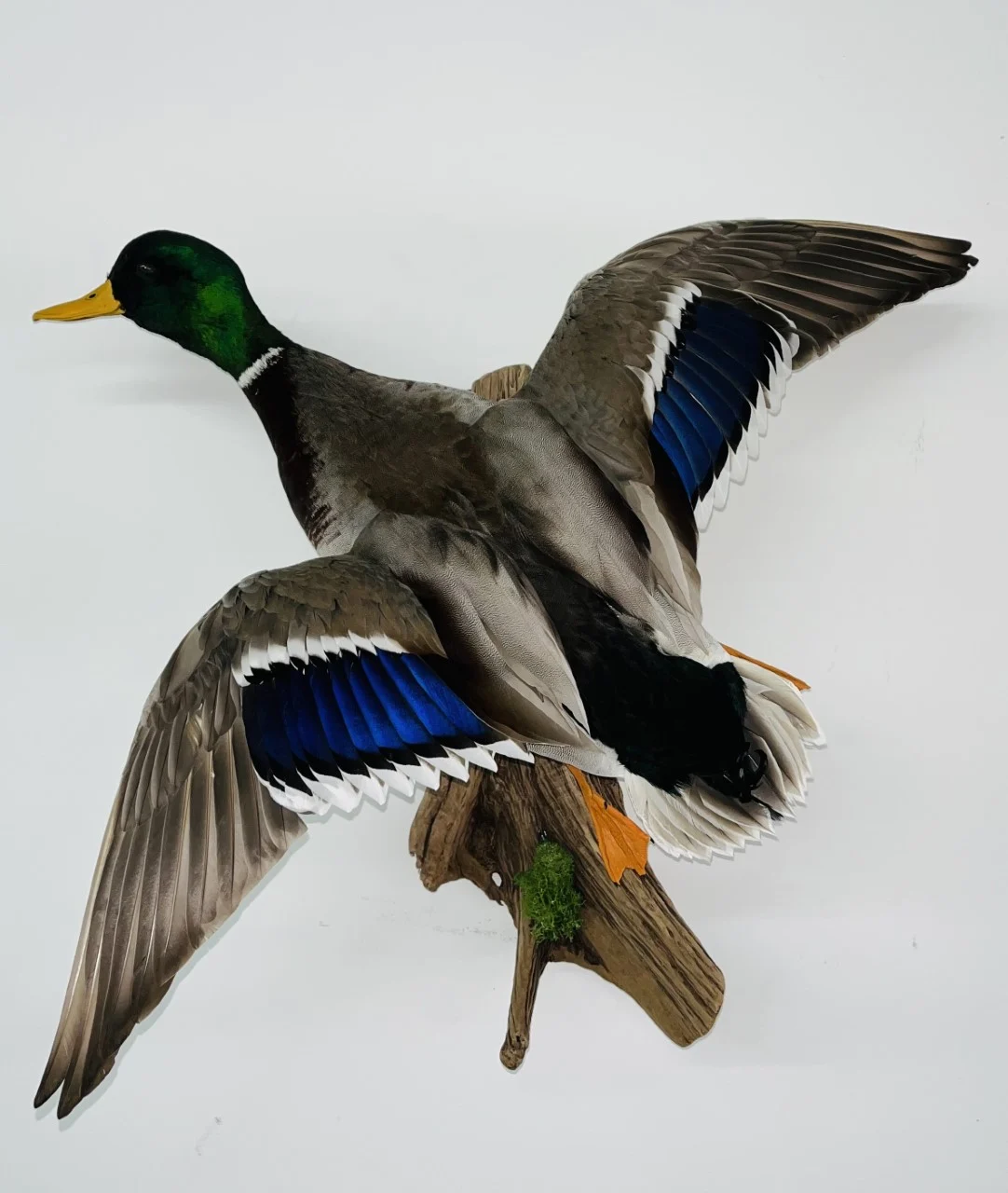 McCollough Taxidermy - 2