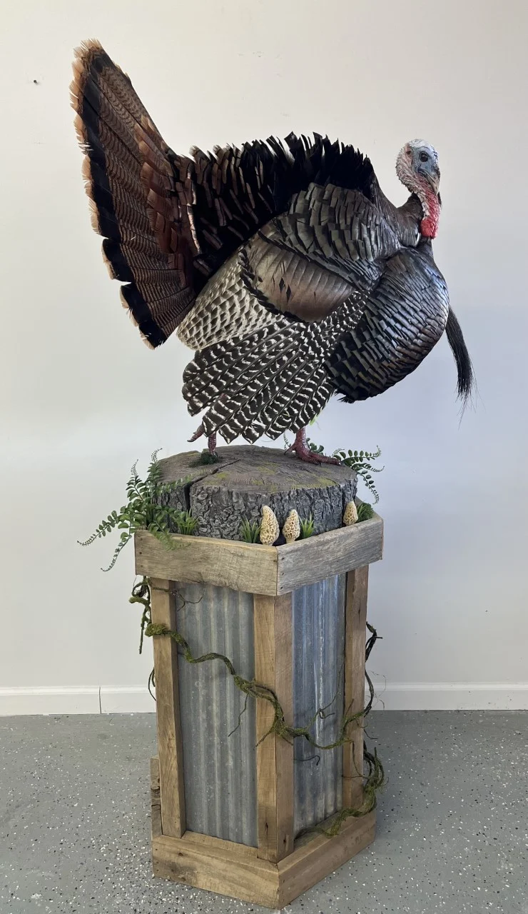 McCollough Taxidermy