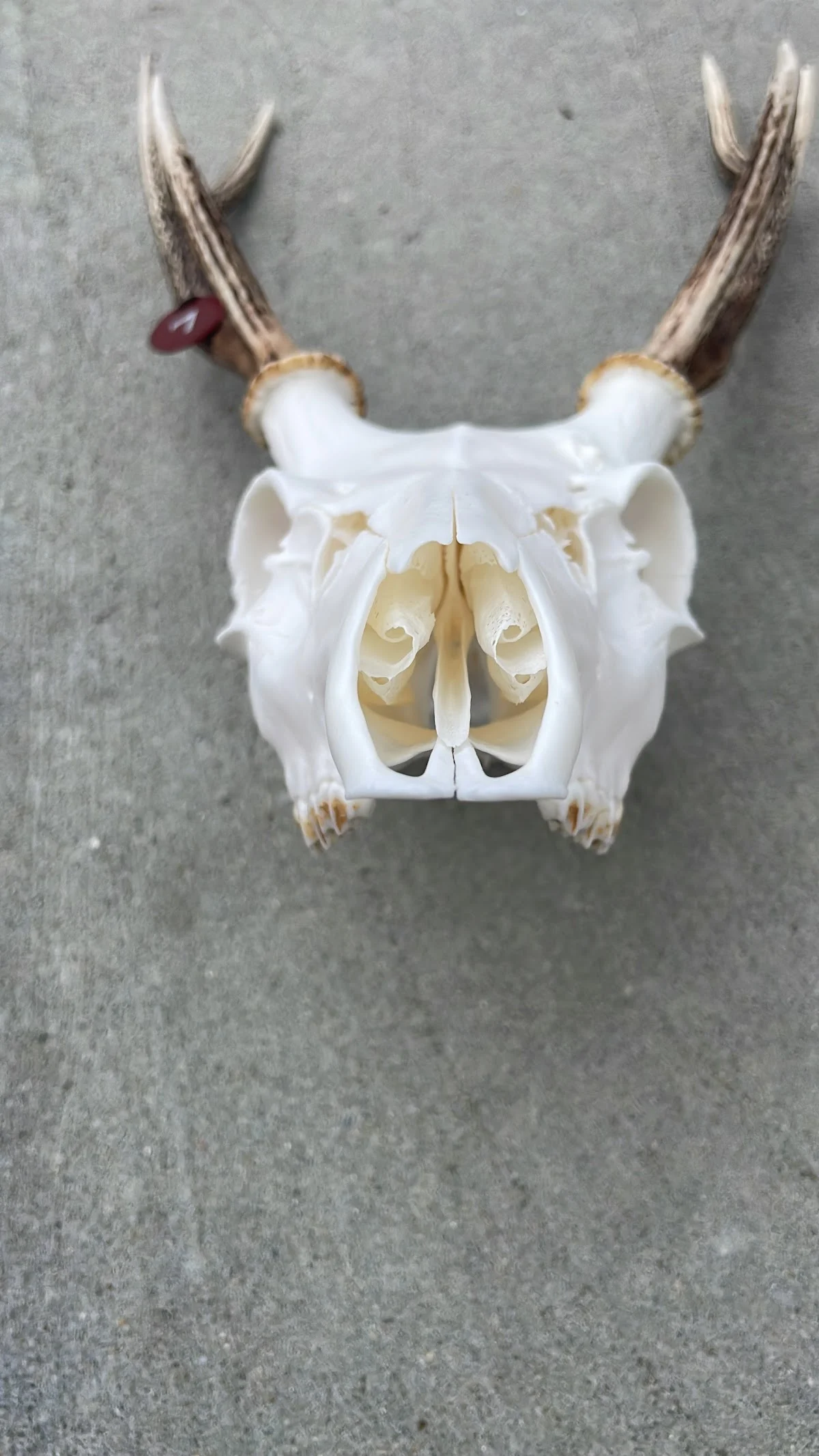 Mid-Shore Skulls - 2