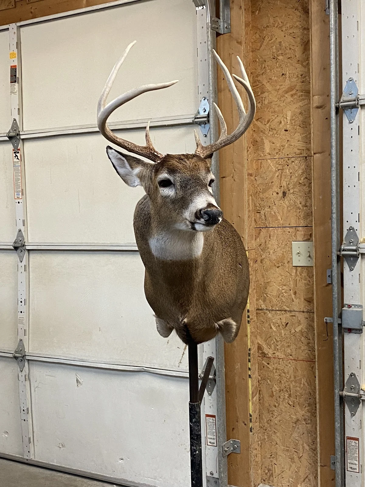Mill Creek Valley Taxidermy