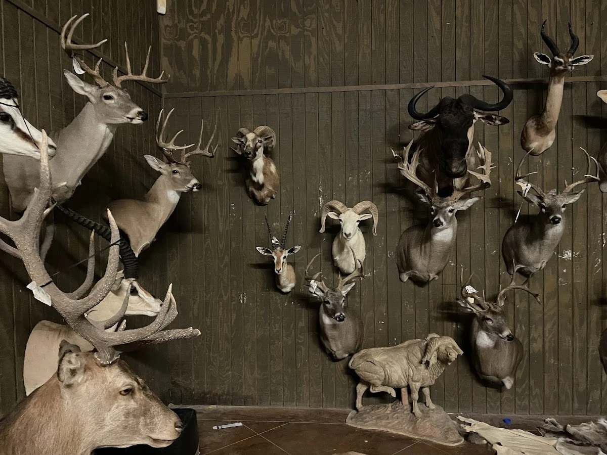 Modern Taxidermy