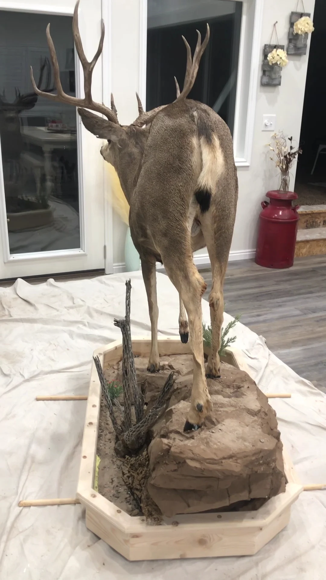 Monster Muley Taxidermy - 2