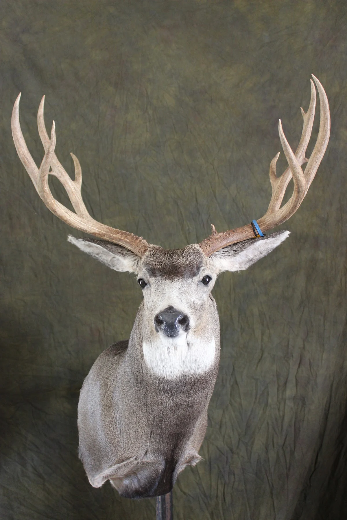 Monteith Taxidermy - 2