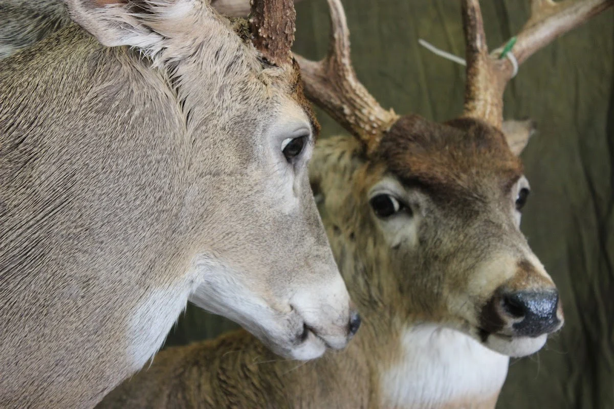Monteith Taxidermy