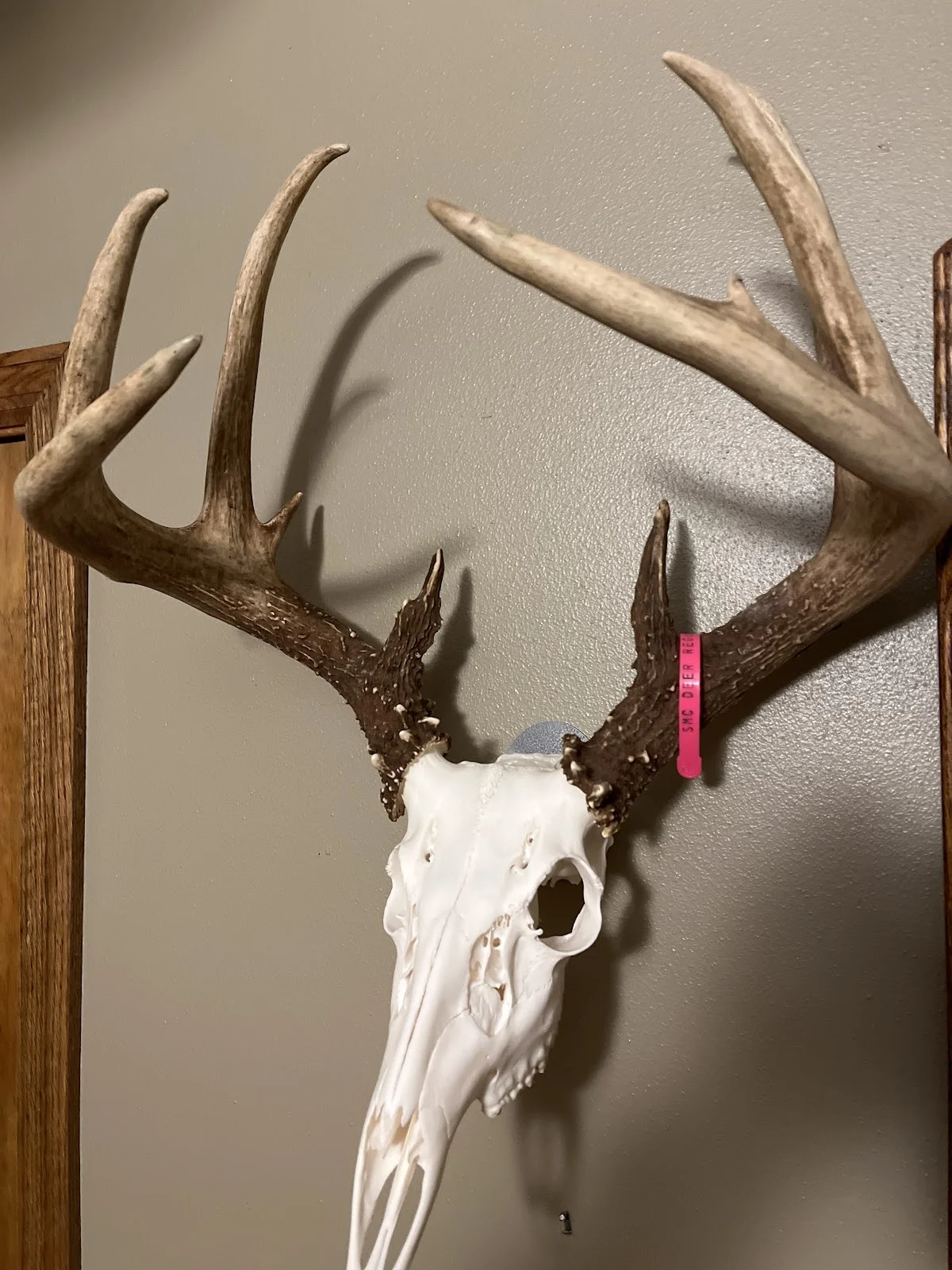 Mounted Just Right Taxidermy