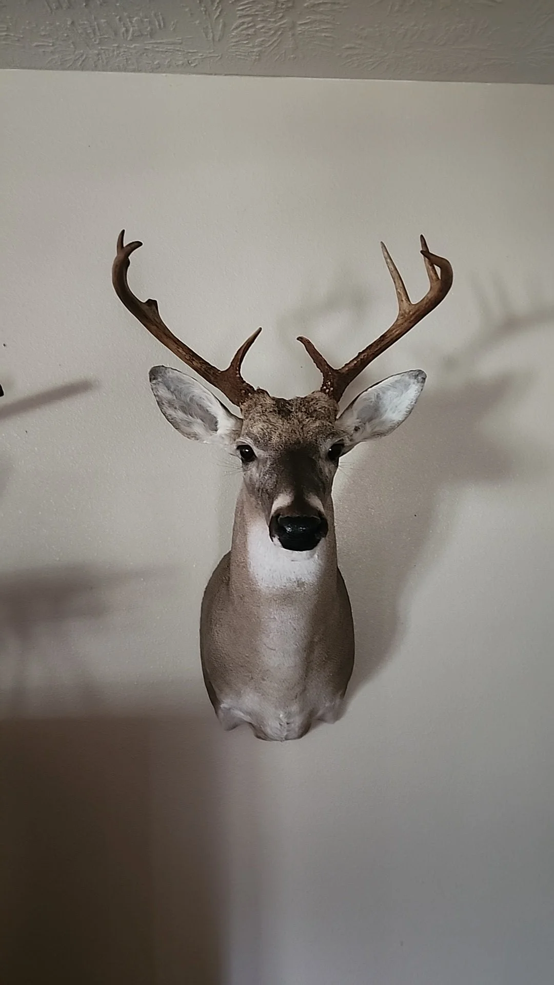 Moye's Taxidermy