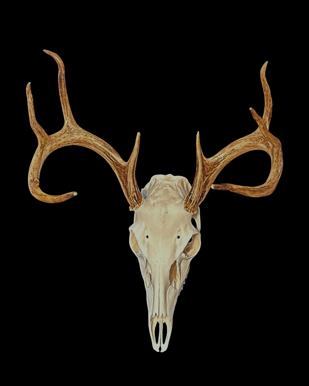 Mullins Taxidermy, LLC. - 2