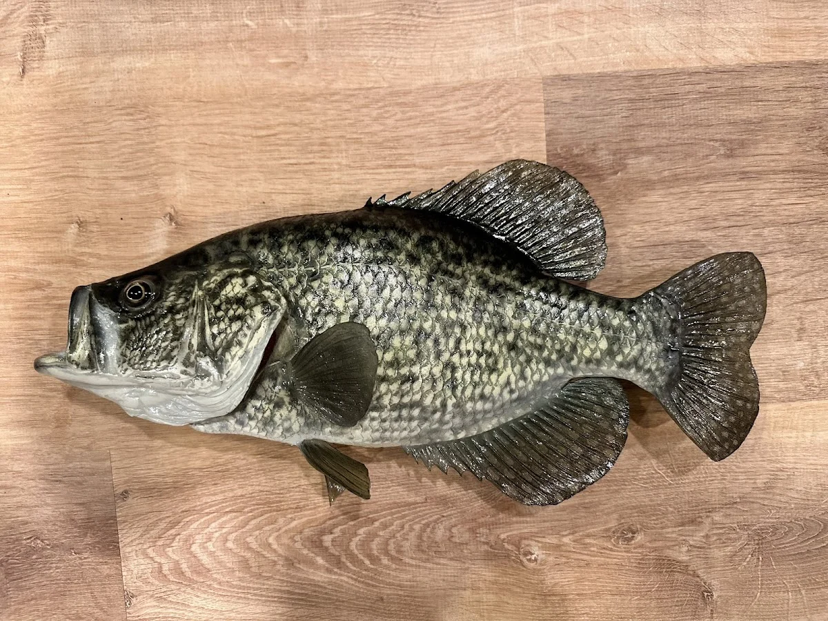 Murphy's Fish Taxidermy