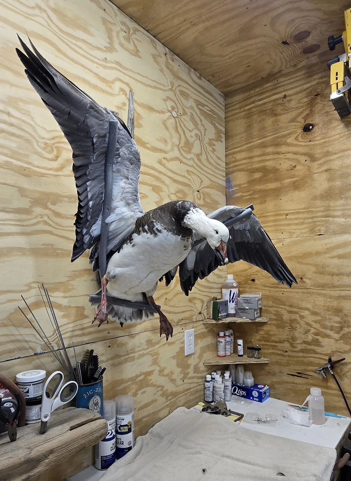 Nature Preserved Taxidermy - 2