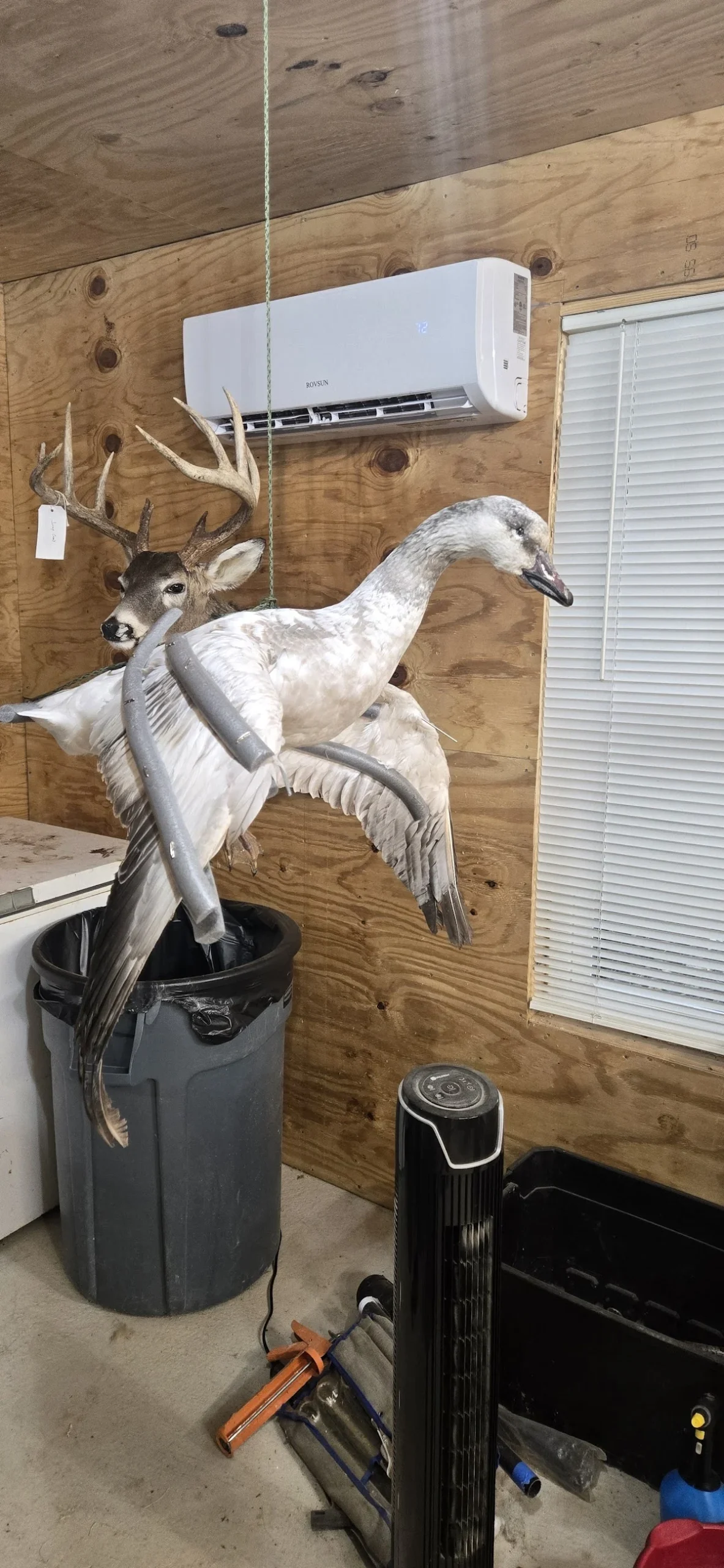 Nature Preserved Taxidermy