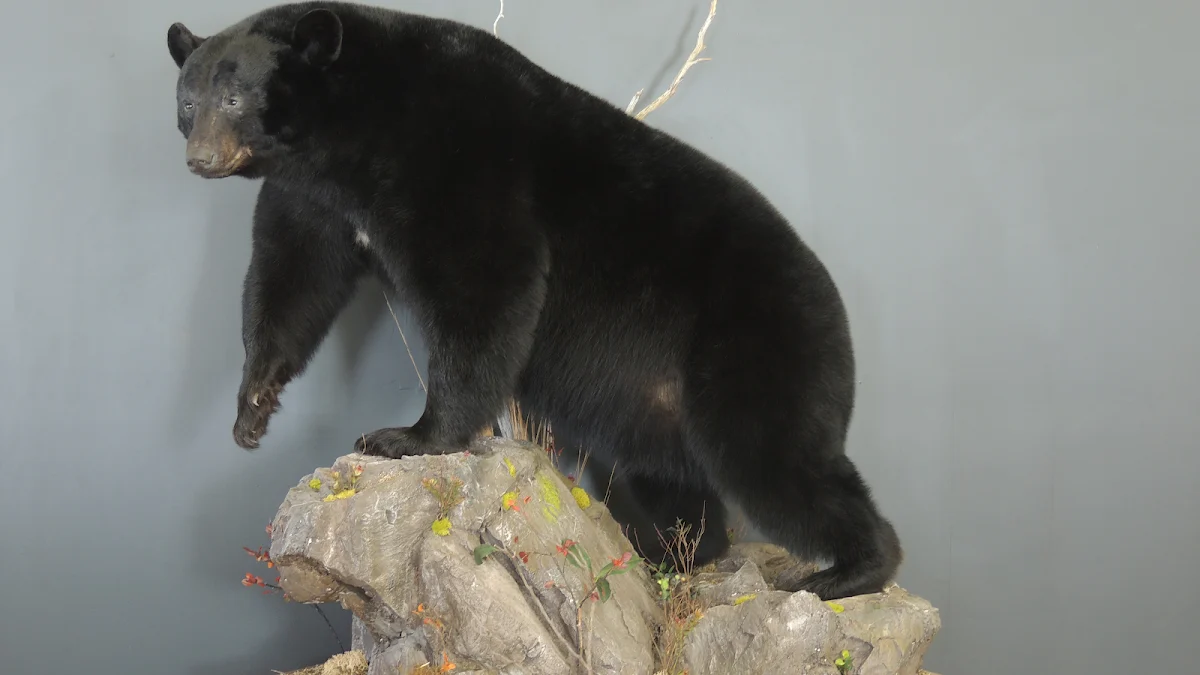 Nature's Accent Taxidermy