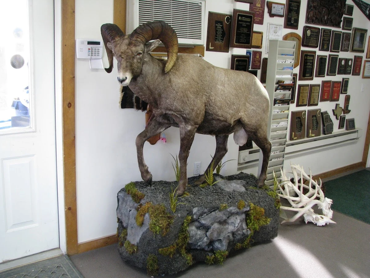 Nature's Design Taxidermy - 3