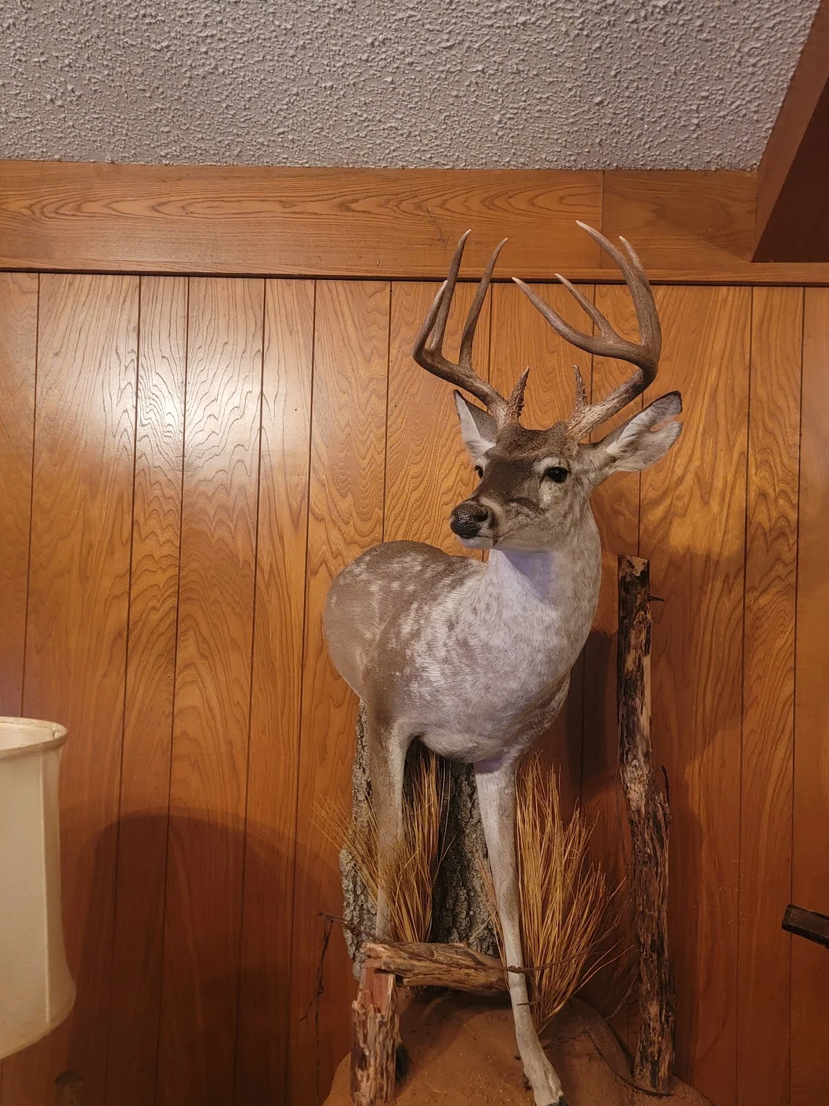 Nature´s Own Image Taxidermy
