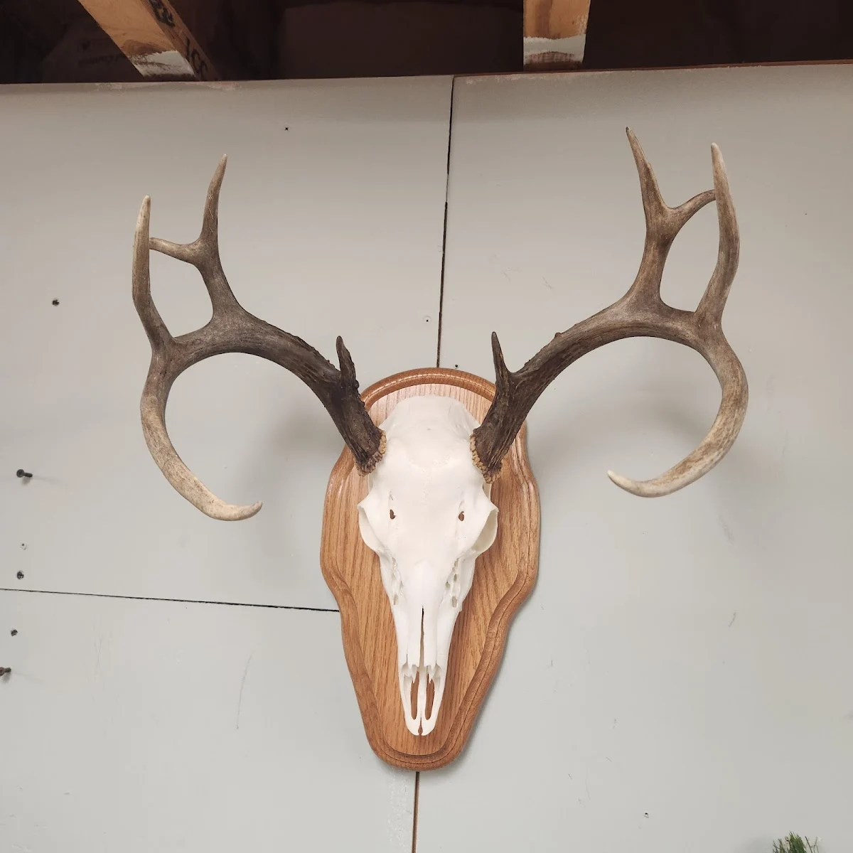 New Jersey Taxidermy - 2