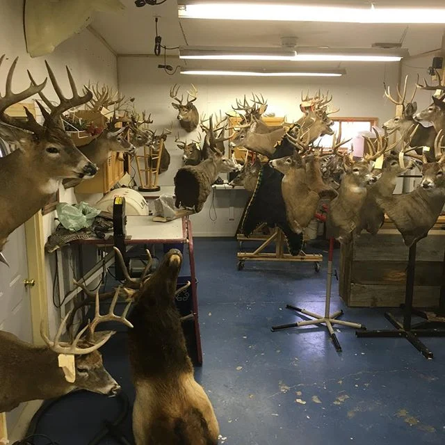 New Life Taxidermy