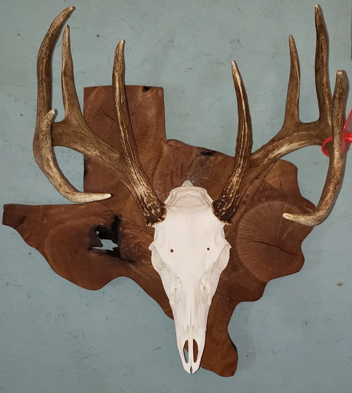 Next 2 Nature Taxidermy - 2