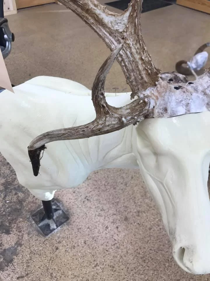 North Star Taxidermy - 2