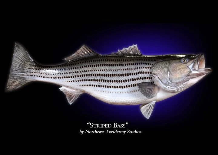 Northeast Taxidermy Studios