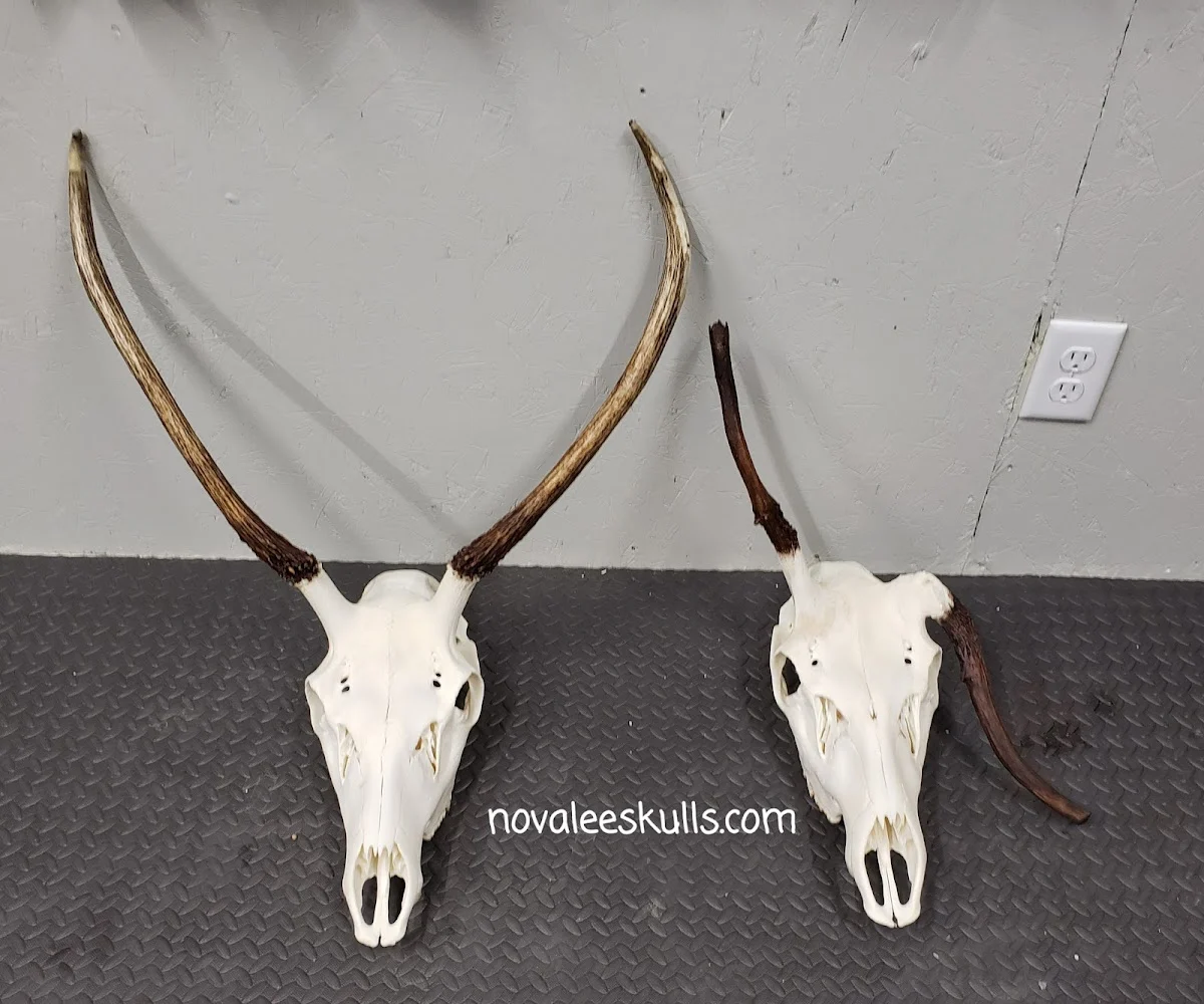 Novalee Skulls - 2