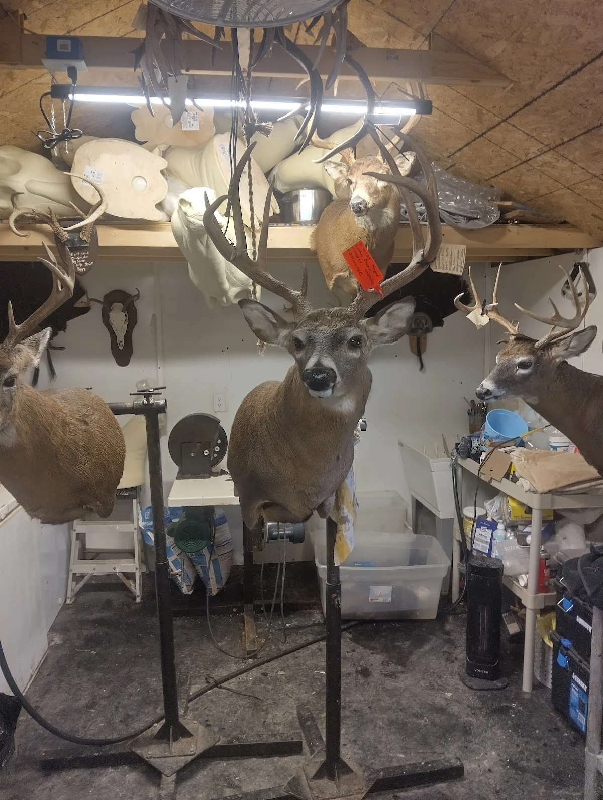 Oakridge taxidermist - 2
