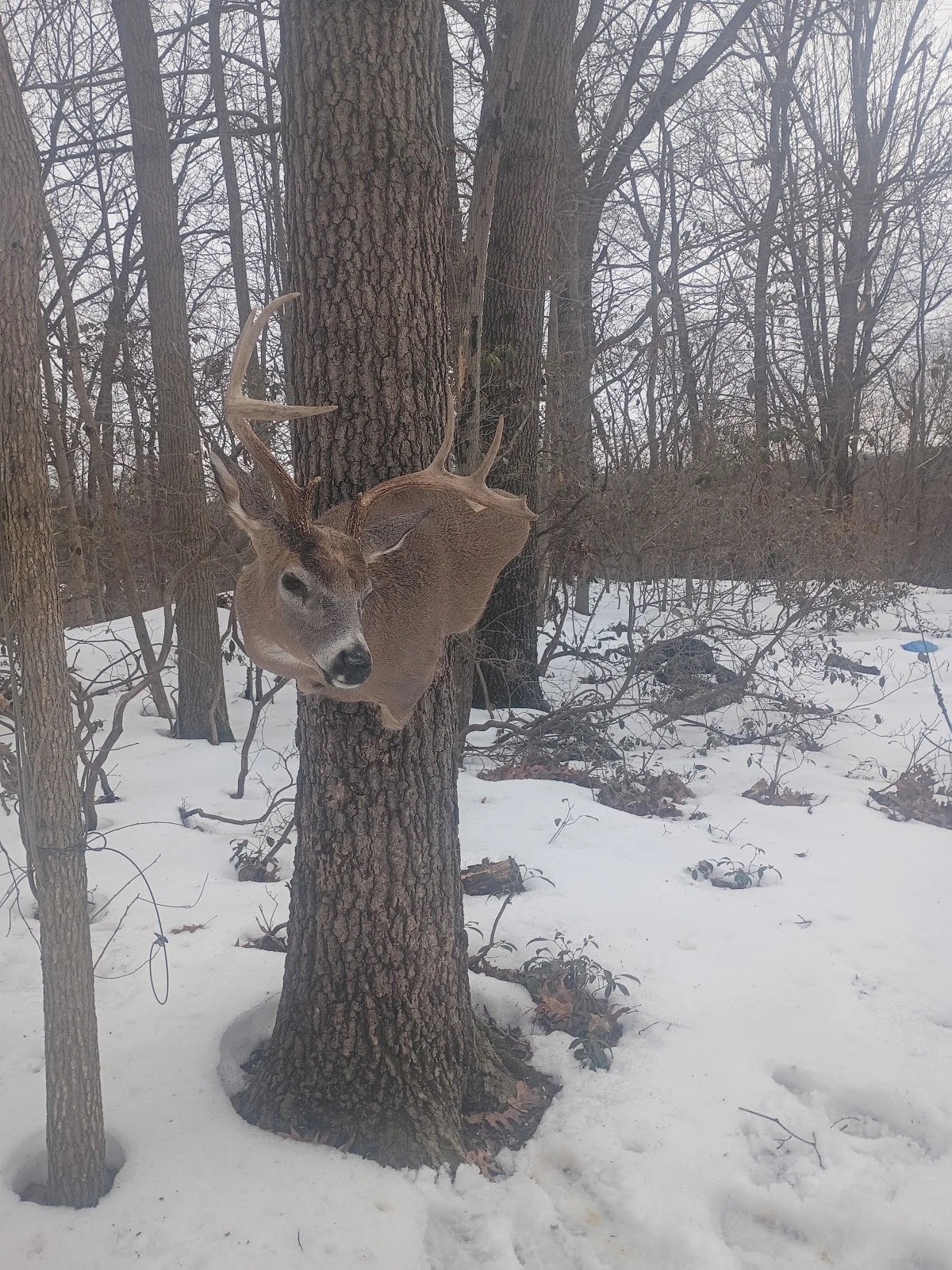 Oakridge taxidermist