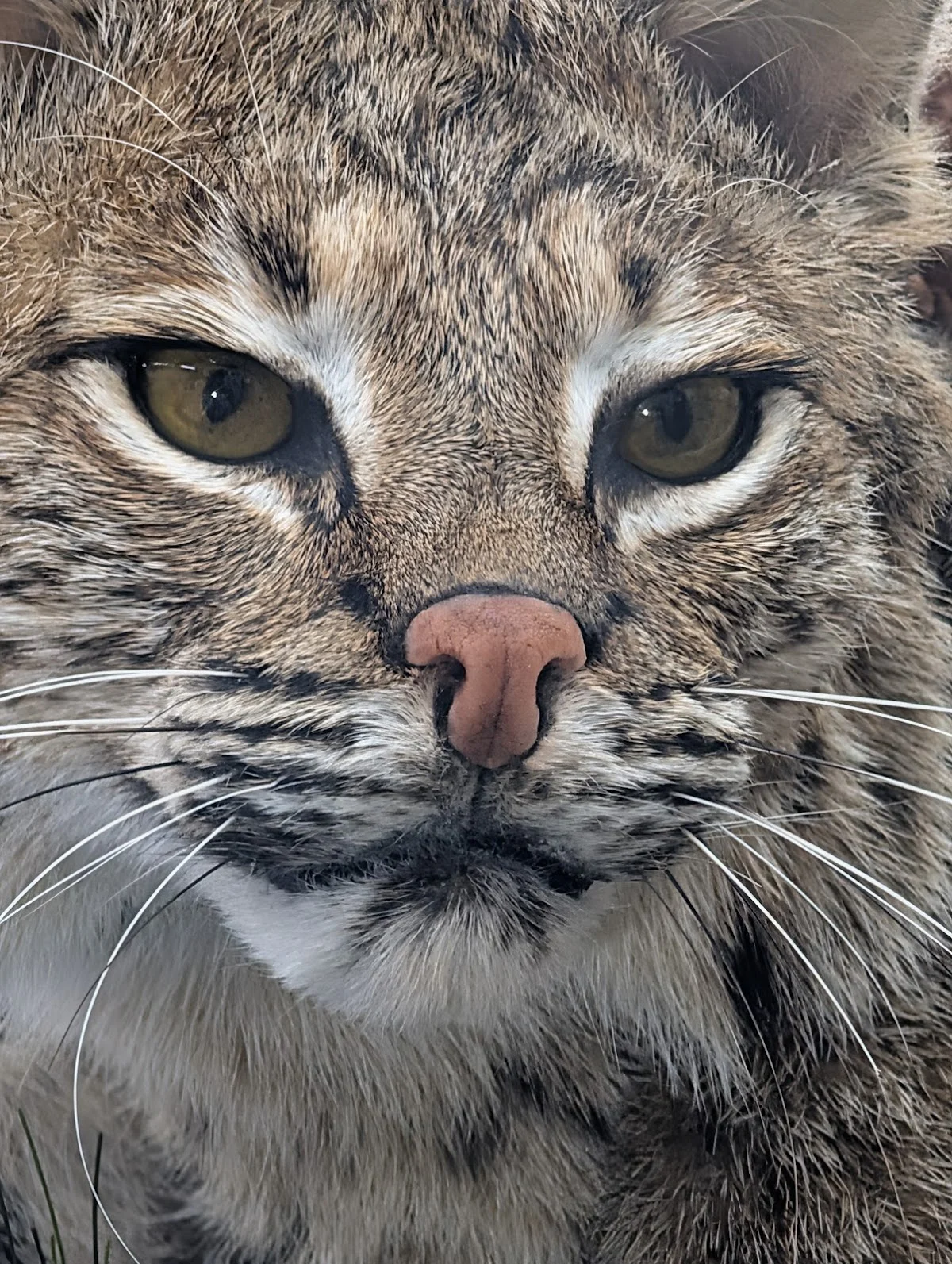 Off Wind Wildlife Creations Taxidermy