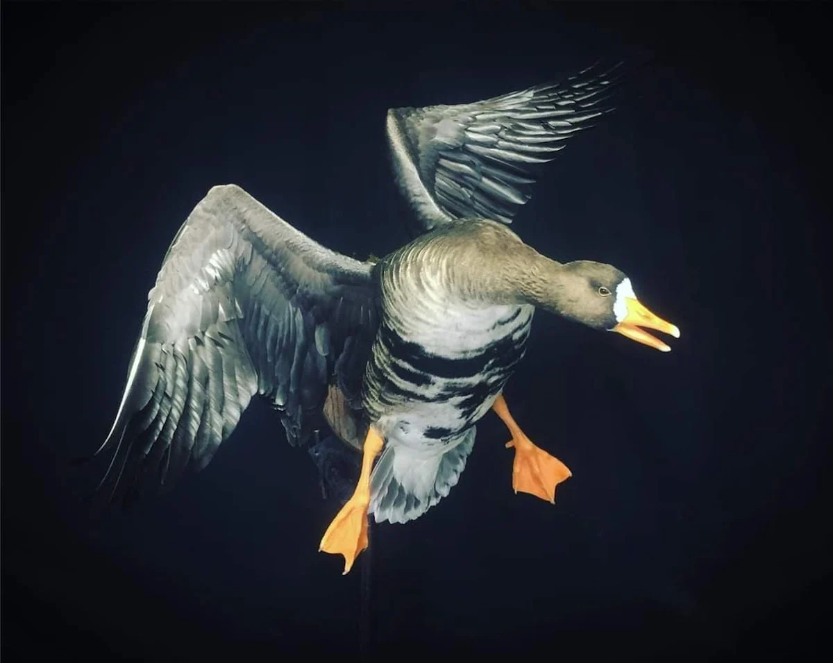 Old Barn Taxidermy Open Country Colorado